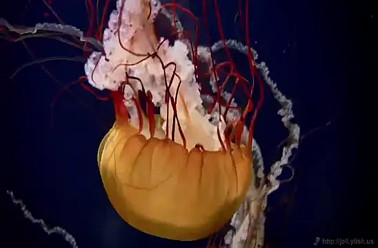 streamy test11 online show from February 4, 2025, 8:13 am