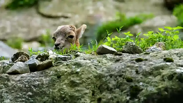 streamy test11 online show from February 11, 2025, 3:51 pm