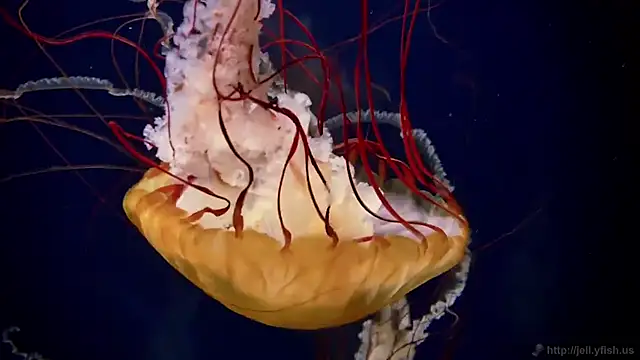 streamy test11 online show from September 15, 2025, 11:21 am