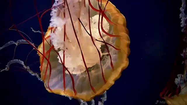 streamy test11 online show from September 24, 2025, 7:55 am