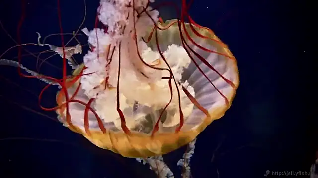 streamy test11 online show from October 6, 2025, 12:57 pm