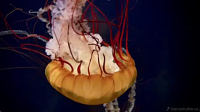 streamy test11 online show from December 4, 2025, 1:42 pm