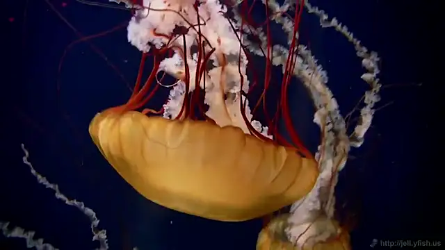 streamy test11 online show from February 5, 2026, 10:20 am