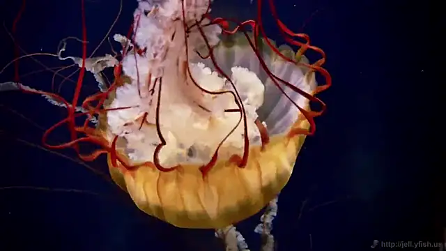 streamy test11 online show from March 4, 2026, 2:45 pm