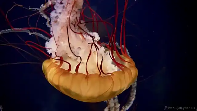 streamy test11 online show from March 12, 2026, 12:55 pm