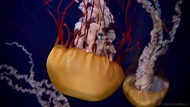 streamy test11 online show from March 24, 2026, 2:55 pm