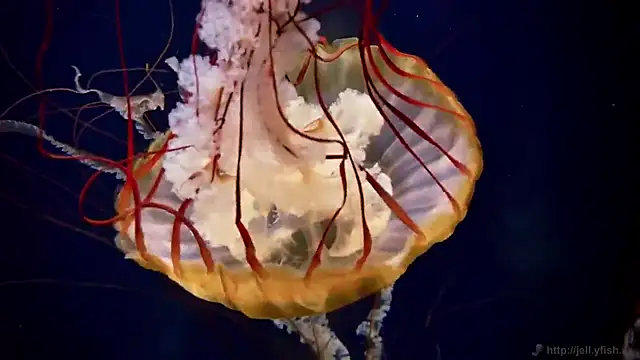 streamy test12 online show from December 4, 2025, 1:53 pm