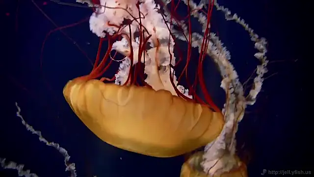 streamy test12 online show from February 5, 2026, 9:36 am