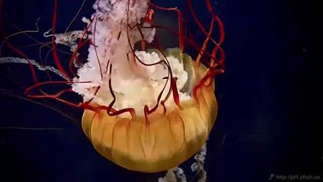 streamy test12 online show from April 7, 2026, 9:32 am