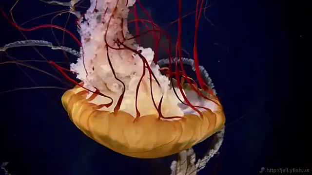 streamy test12 online show from April 21, 2026, 1:17 pm