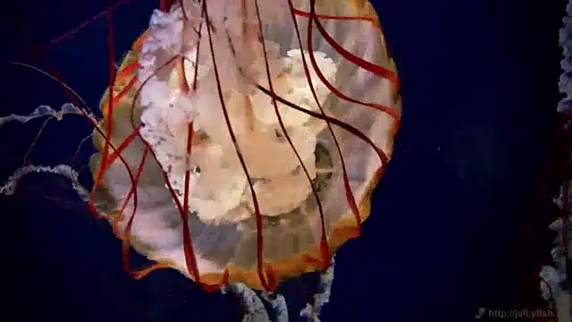 streamy test13 online show from December 20, 2024, 1:11 pm