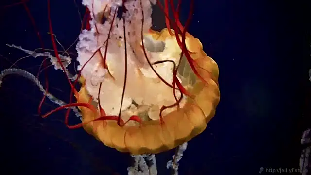 streamy test13 online show from January 23, 2025, 8:15 am