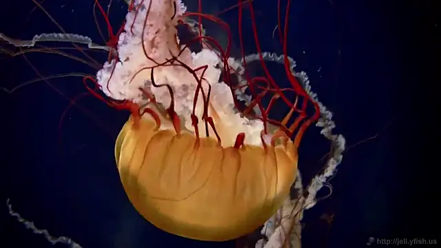 streamy test13 online show from February 3, 2025, 8:13 am