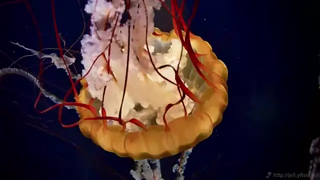 streamy test13 online show from March 14, 2025, 8:10 am