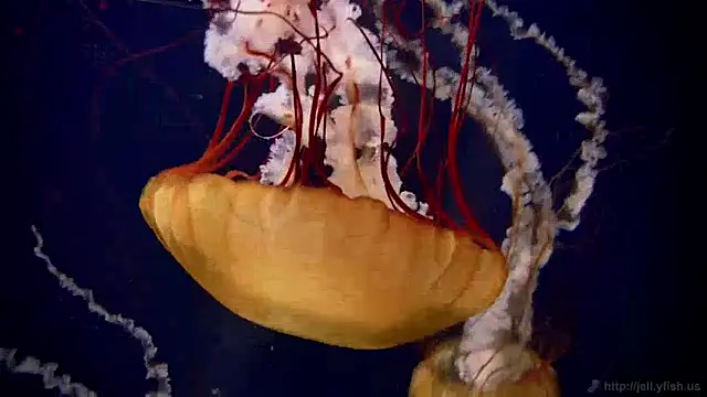 Snapshot of streamy_test15 chatting on December 5, 2024, 8:22 am streamy test15 online show from December 5, 2024, 8:22 am