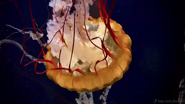 Snapshot of streamy_test15 chatting on December 9, 2024, 8:11 am streamy test15 online show from December 9, 2024, 8:11 am