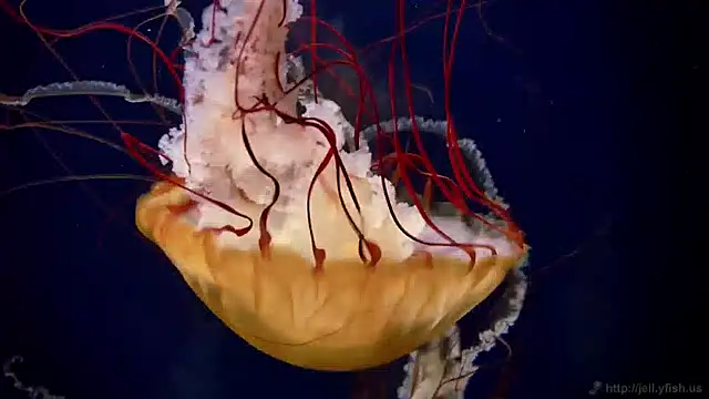 Snapshot of streamy_test15 chatting on December 13, 2024, 8:09 am streamy test15 online show from December 13, 2024, 8:09 am