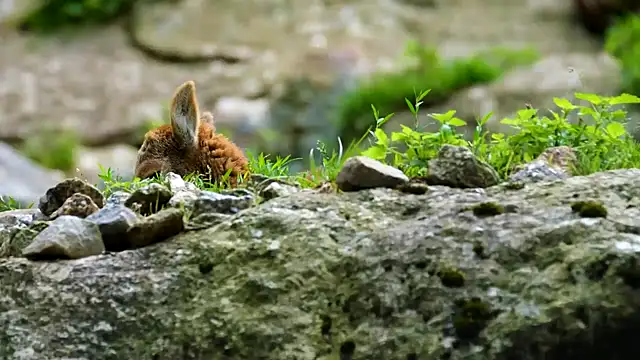 Snapshot of streamy_test15 chatting on December 16, 2024, 8:09 am streamy test15 online show from December 16, 2024, 8:09 am