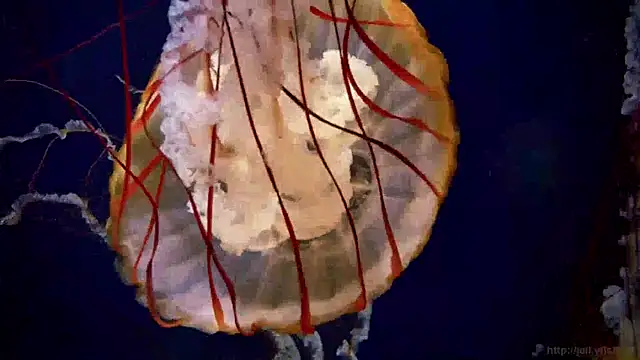 Snapshot of streamy_test15 chatting on January 14, 2025, 8:20 am streamy test15 online show from January 14, 2025, 8:20 am