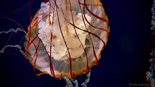 Snapshot of streamy_test15 chatting on September 24, 2025, 7:55 am streamy test15 online show from September 24, 2025, 7:55 am