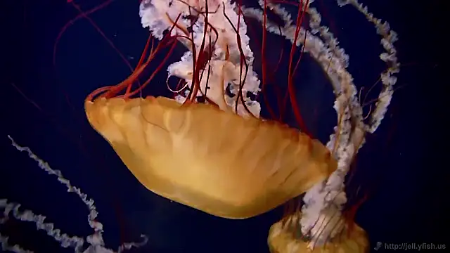 Snapshot of streamy_test15 chatting on October 30, 2025, 4:08 pm streamy test15 online show from October 30, 2025, 4:08 pm