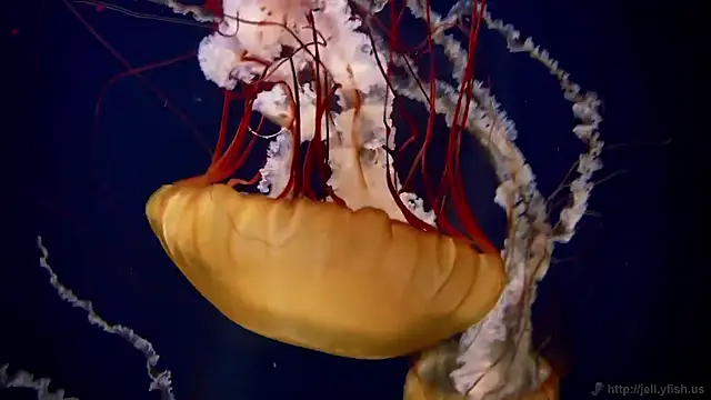 Snapshot of streamy_test15 chatting on November 11, 2025, 5:24 pm streamy test15 online show from November 11, 2025, 5:24 pm