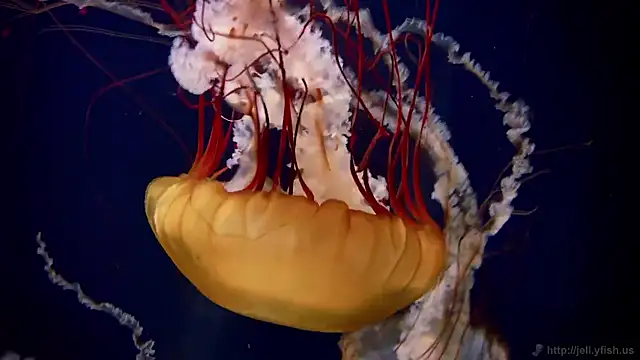 Snapshot of streamy_test15 chatting on November 24, 2025, 12:27 pm streamy test15 online show from November 24, 2025, 12:27 pm