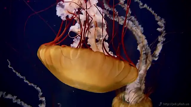 Snapshot of streamy_test15 chatting on November 26, 2025, 5:14 pm streamy test15 online show from November 26, 2025, 5:14 pm