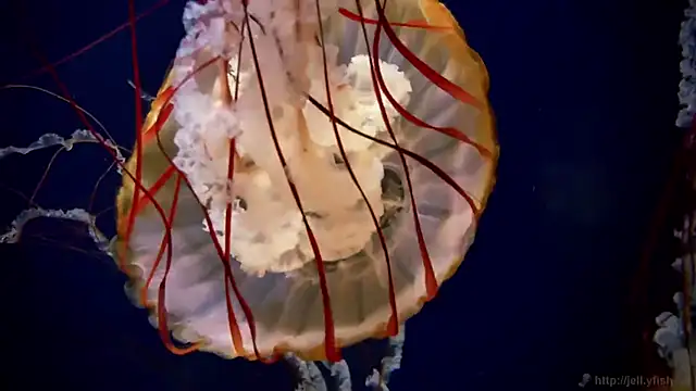 Snapshot of streamy_test15 chatting on December 3, 2025, 2:37 pm streamy test15 online show from December 3, 2025, 2:37 pm