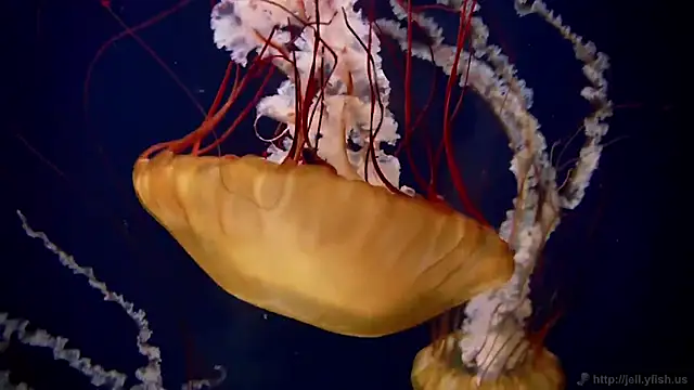 Snapshot of streamy_test15 chatting on December 4, 2025, 3:10 pm streamy test15 online show from December 4, 2025, 3:10 pm