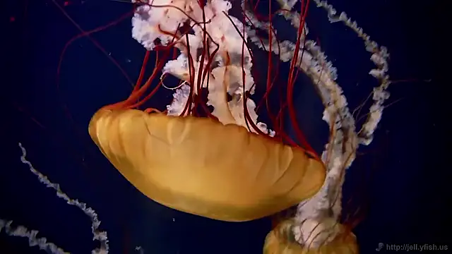 Snapshot of streamy_test15 chatting on December 15, 2025, 9:35 am streamy test15 online show from December 15, 2025, 9:35 am