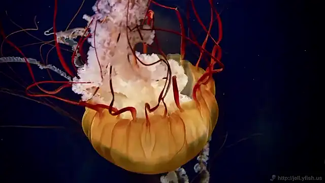 Snapshot of streamy_test15 chatting on December 17, 2025, 12:11 pm streamy test15 online show from December 17, 2025, 12:11 pm