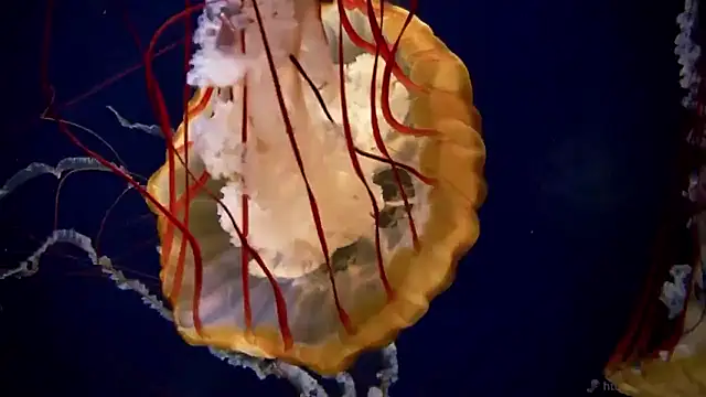 Snapshot of streamy_test15 chatting on January 14, 2026, 11:38 am streamy test15 online show from January 14, 2026, 11:38 am