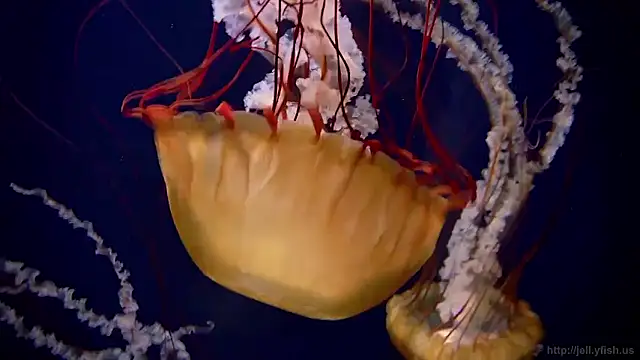 Snapshot of streamy_test15 chatting on January 16, 2026, 9:13 am streamy test15 online show from January 16, 2026, 9:13 am