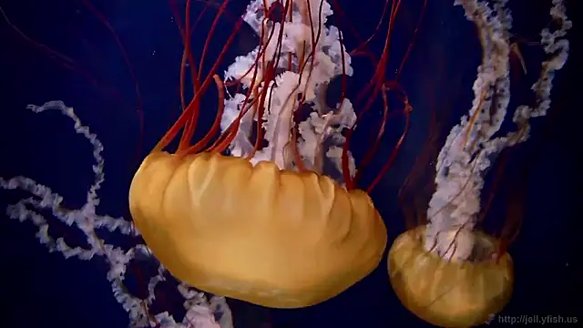 Snapshot of streamy_test15 chatting on February 10, 2026, 9:02 am streamy test15 online show from February 10, 2026, 9:02 am