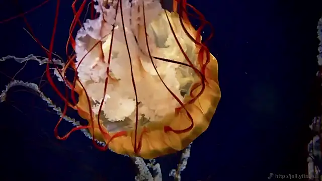 Snapshot of streamy_test15 chatting on February 24, 2026, 2:15 pm streamy test15 online show from February 24, 2026, 2:15 pm