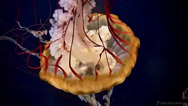 Snapshot of streamy_test15 chatting on February 25, 2026, 5:00 pm streamy test15 online show from February 25, 2026, 5:00 pm