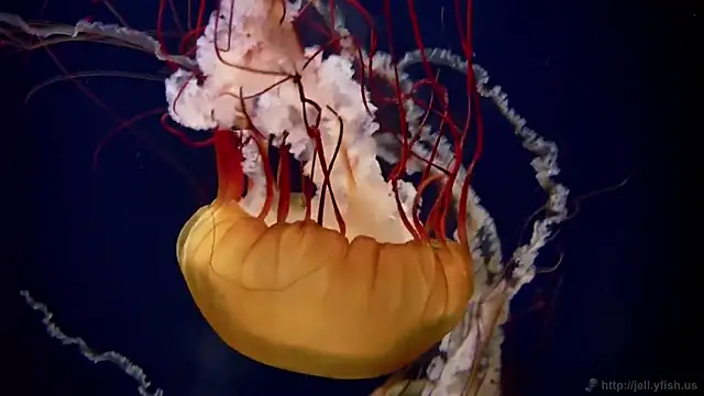 Snapshot of streamy_test15 chatting on March 3, 2026, 5:08 pm streamy test15 online show from March 3, 2026, 5:08 pm