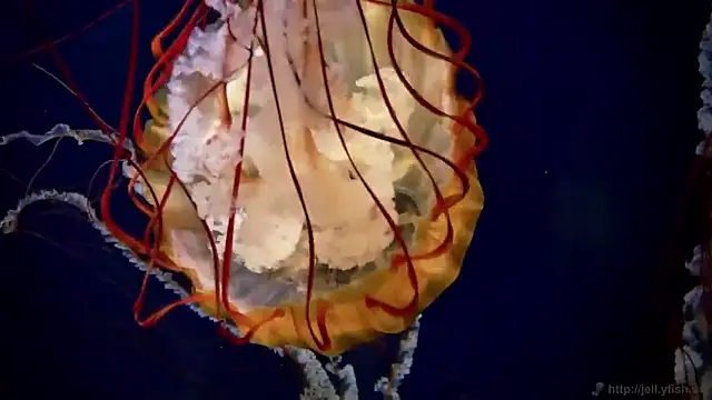 Snapshot of streamy_test15 chatting on March 17, 2026, 9:34 am streamy test15 online show from March 17, 2026, 9:34 am