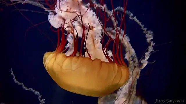 Snapshot of streamy_test15 chatting on March 20, 2026, 8:52 am streamy test15 online show from March 20, 2026, 8:52 am