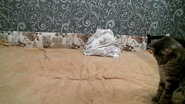 DennisXCaroll online show from February 23, 2025, 8:33 pm