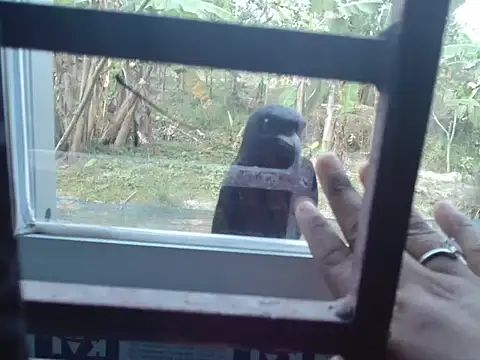 Unlucky-flowers online show from March 15, 2026, 7:36 am