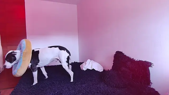 bellatrix25 online show from January 30, 2025, 6:10 pm