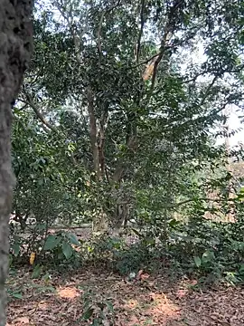 Hot Urvi online show from April 23, 2026, 9:41 am