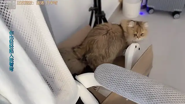 Snapshot of AnAn-520 chatting on March 11, 2026, 3:18 pm AnAn-520 online show from March 11, 2026, 3:18 pm