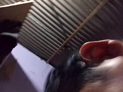 ardiente47 online show from January 13, 2026, 5:24 am