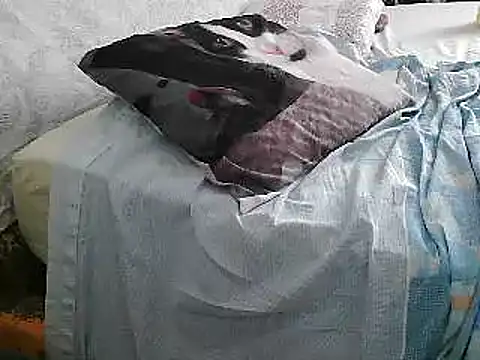Snapshot of VeneRed chatting on June 26, 2026, 2:21 pm VeneRed online show from June 26, 2026, 2:21 pm