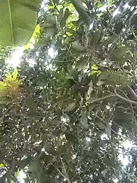 Snapshot of desicockblack chatting on January 2, 2025, 4:41 am desicockblack online show from January 2, 2025, 4:41 am