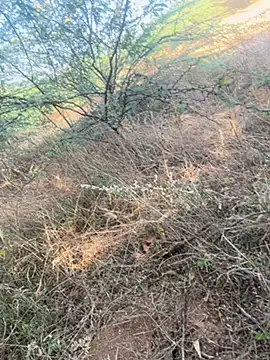 tamil000000 online show from March 9, 2025, 11:03 am