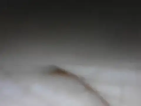 samee00721 online show from January 24, 2025, 8:11 pm